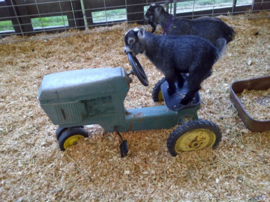 goat on tractor, santa rosa fair