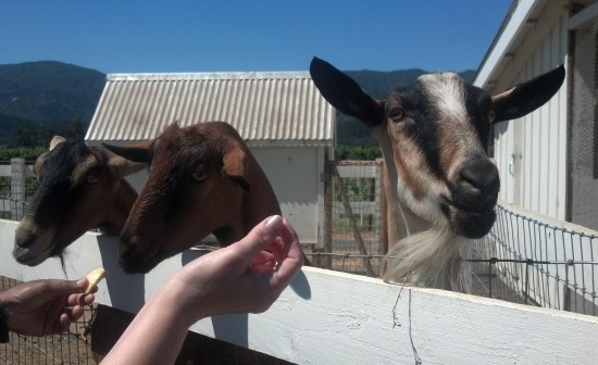 goats raymond winery