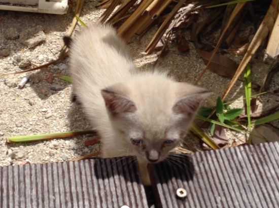 kitten, st martin