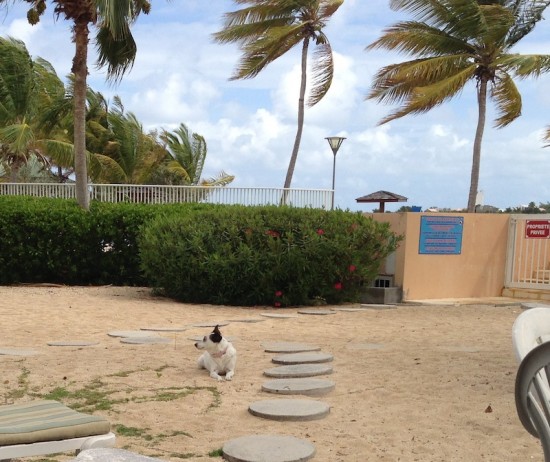 dog, beach, st martin