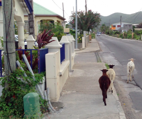 goats, st martin, french quarter