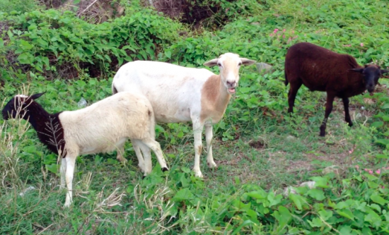 goats, st martin