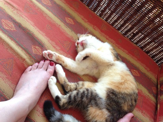 cat, tongue, sleeping