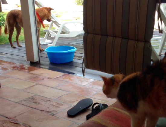 cat, dog, st martin